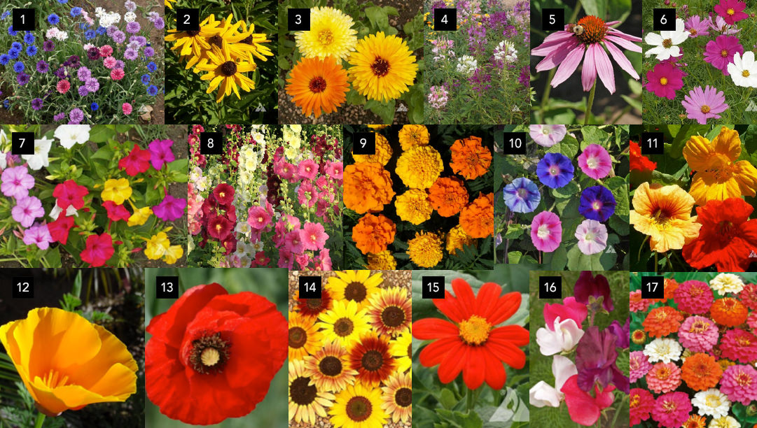 Direct Seeded Flowers
