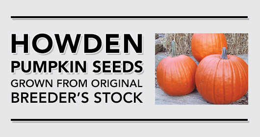 Howden Pumpkin Seeds from Original Breeder's Stock