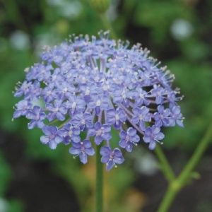 Blue Lace Flower Seeds