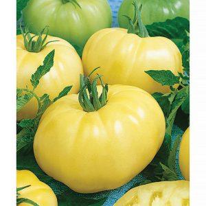 Chef's Choice White F1 Hybrid Tomato Seeds