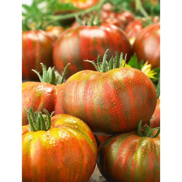 Berkeley Tie-Dye Tomato Seeds