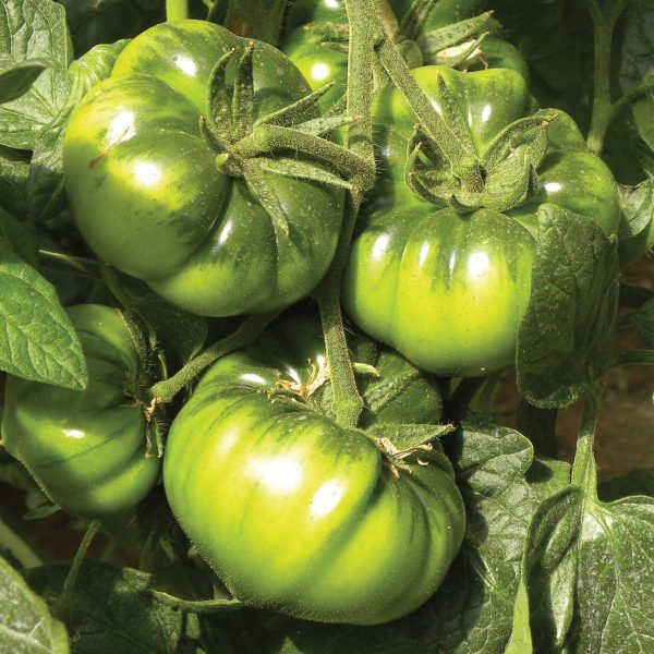 Marmont F1 Hybrid Tomato Seeds