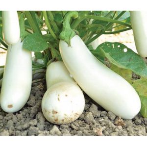 Certified Organic Snowy Eggplant Seeds