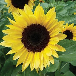 Brilliance Pro-Cut Pollenless Sunflower