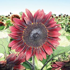 Plum Pro-Cut Pollenless Sunflower Seeds