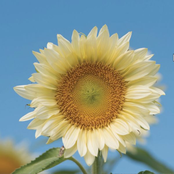 White Lite Pro-Cut Pollenless Sunflower Seeds