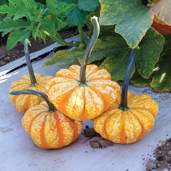 Sunrise F1 Hybrid Pumpkin Seeds